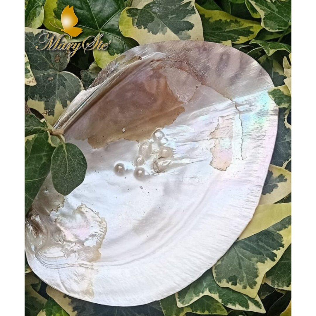 CONCHIGLIA MADREPERLA PER LO SMUDGING - MARYSTE'